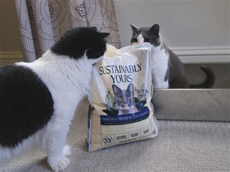 best natural cat litter|The Best Natural Cat Litter of 2024, Tested and Reviewed .